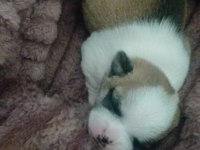 19 mayıs doğumlu köpekler yeni yuvasını arıyor