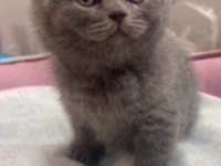British shorthair yavrumuz