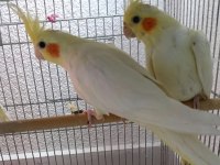 Yavru Sultan Papağanı