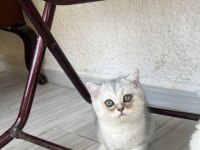 Silver Point Yavru Kedilerimiz