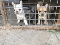 French bulldog bebeklerimiz yeni yuvalarına gitmeye hazır