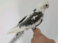 White face konuşan erkek sultan papağanı