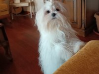 100/100 A ŞECERELİ KORE MALTESE
