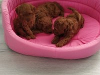 Petmode köpek çiftliğinde ziyarete açık toy poodle