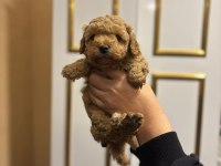 Dişi ve erkek poodle yavrularımız mevcuttur