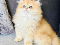 GOLDEN BRİTİSH LONGHAIR SAFKAN