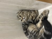 4 aylık scottish fold yavrular uyguna verilecektir