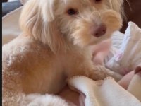 Dünya Tatlısı Maltipoo