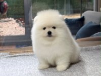 SAĞLIK VE IRK GARANTİLİ POMERANIAN KÖPEĞİ