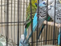 Show jumbo muhabbet kuşu