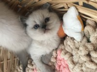 10 Eylül doğumlu british shorthair bluepoint yavrularımız