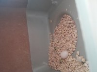 Güzel çift muhabbet kuşlar