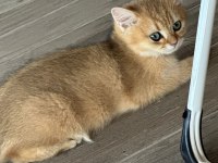 Golden british shorthair safkan 3 aylık