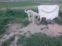 1 çift adamcıl kangal