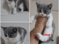 British Shorthair Bicolor