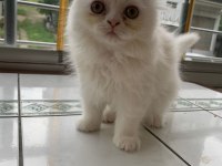 Kedi yavru british longhair dişi erkek