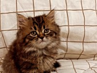 Yakışıklı british longhair oğlumuza sahip aranıyor