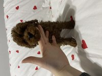 2 aylık toy poodle bebekler erkek