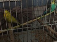 Üst vasıf show Jumbo çift muhabbet kuşu