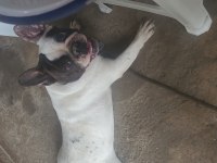 2 yaşında dişi french bulldog