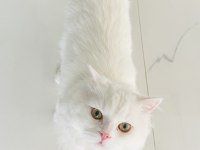 chinchilla erkek çok uysal sevecen