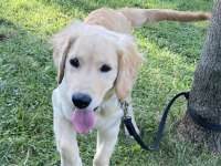 Eğitimli aşılı cipli golden retriever