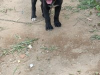 Cane corso bebekler