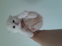 Scottish fold ve scottish straight erkek ve dişi