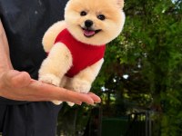 Orjinal Pomeranian Yavrumuz miço