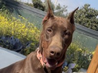 Kızıl doberman yavruları için arayın