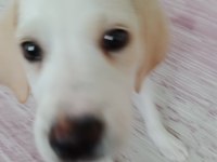 2 aylık tam bir sevgi yumağı labrador köpeği