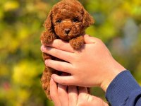 2.5 aylık dişi toy poodle bebeğimiz