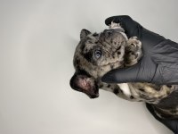 60 günlük french bulldog yavrular