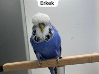 Show muhabbet kuşu yavrular