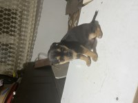 Pinscher şivava