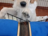 4 aylık dişi golden retriever