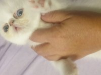 45 günlük mavi ve yeşil gözlü exotic shorthair yavrular