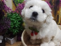 A KALİTE Maltese Terrier YAVRULAR