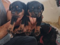 Orijinal rottweiler bebekler