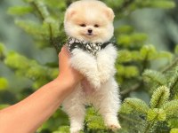 Pomeranian köpeği bebeklerimiz