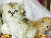 Safkan şecereli anne babadan golden british dişi ve erkek