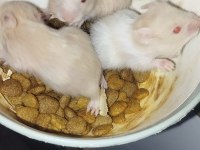 TAMAMEN EVCİL ÖZEL TÜR TEDDY BEAR HAMSTER