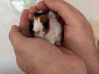 Yavru guinea piglerim