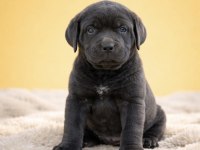 Üst Kalite Irk Garantili Cane Corso Yavrular