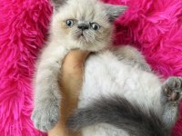 Exotic shorthair bluepoint