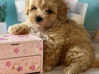 TOY POODLE KALİTESİNDE MALTİPOO YAVRULARI