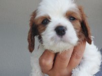 5 erkek ve 1 dişi cavalier king charles yavrular