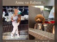 Orijinal Red Brown Mini Poodle Yavruları
