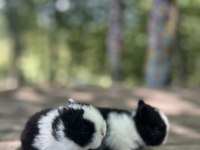 Netherland dwarf cüce tavşan