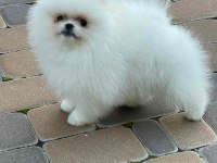 Yavru köpeğimiz pomeranian boo